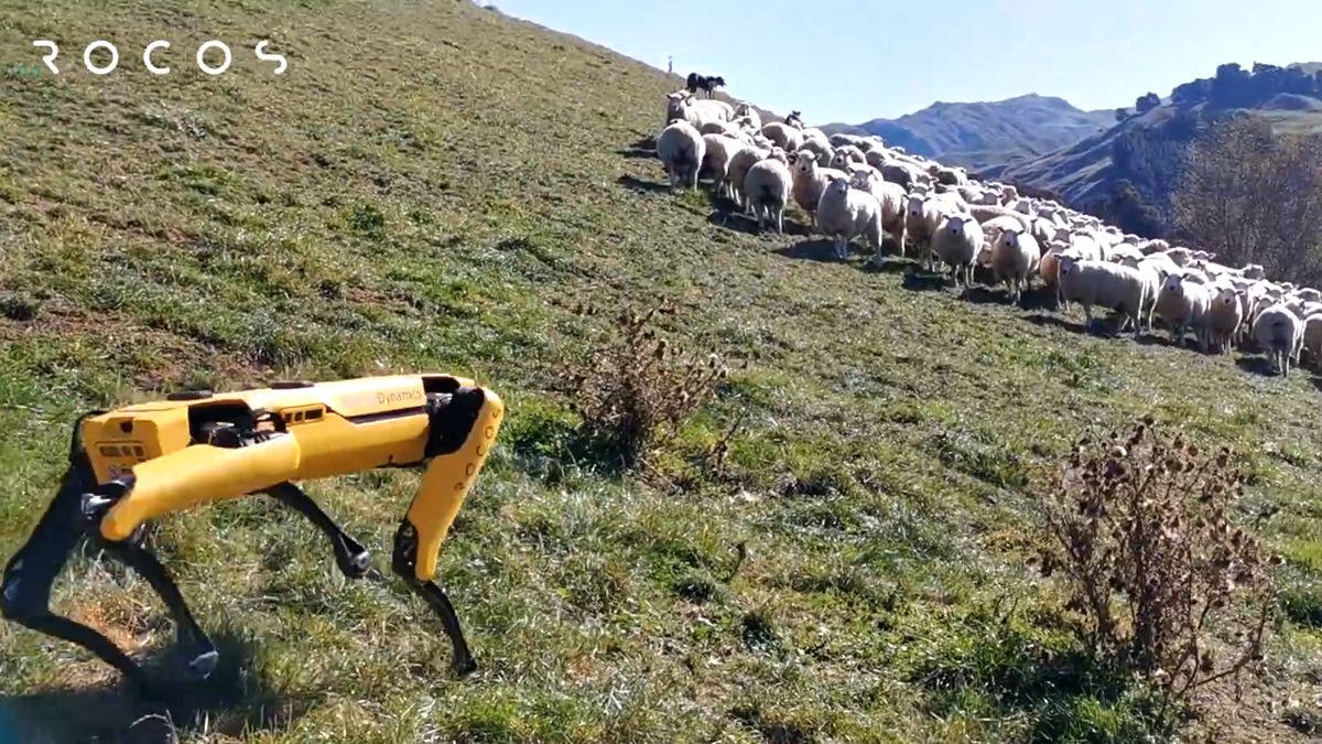 Robotický ovčák nahání ovce, „Flíček“ se prý uchytí i na polích